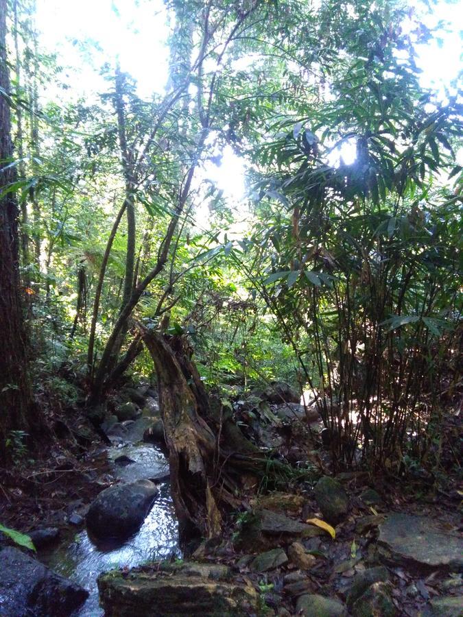 Sinharaja Forest Sanctuary Deniyaya Kültér fotó