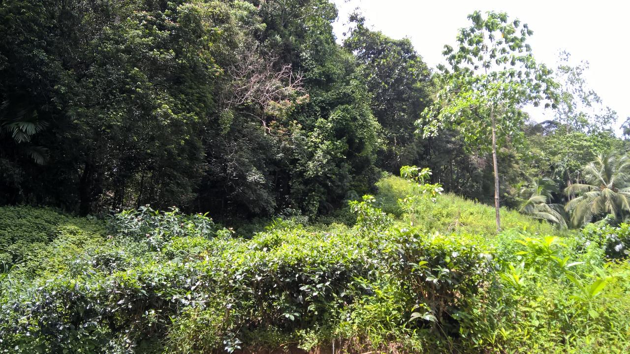 Sinharaja Forest Sanctuary Deniyaya Kültér fotó