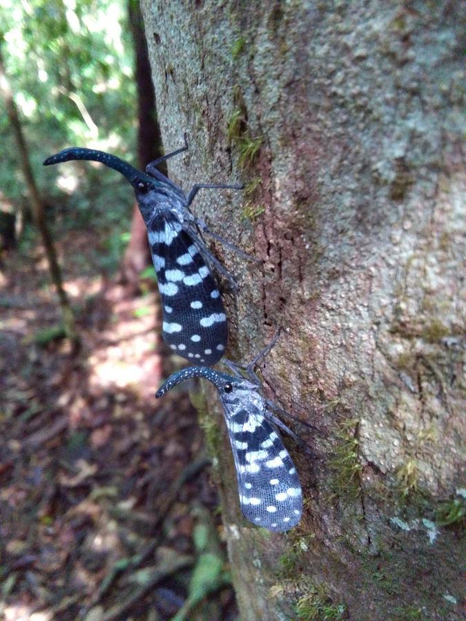 Sinharaja Forest Sanctuary Deniyaya Kültér fotó