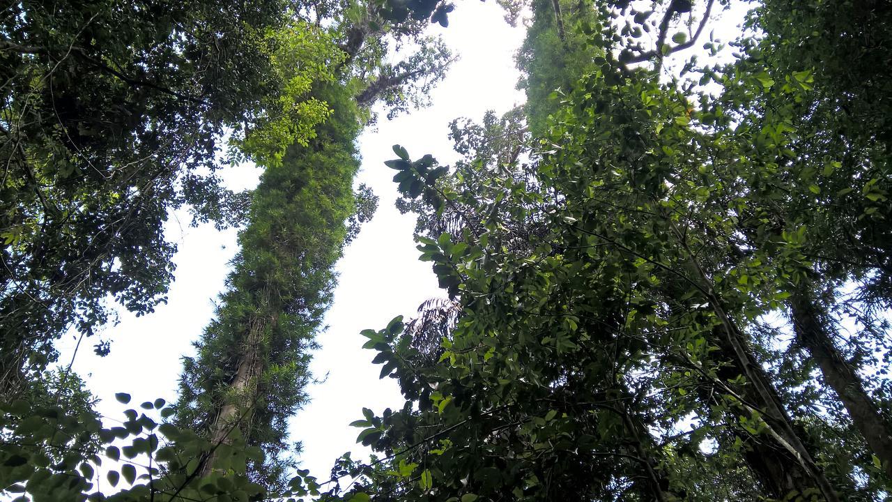 Sinharaja Forest Sanctuary Deniyaya Kültér fotó