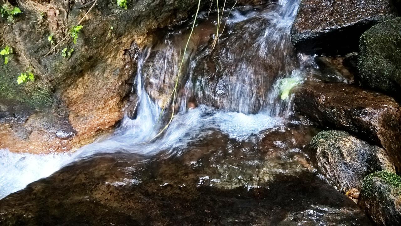 Sinharaja Forest Sanctuary Deniyaya Kültér fotó