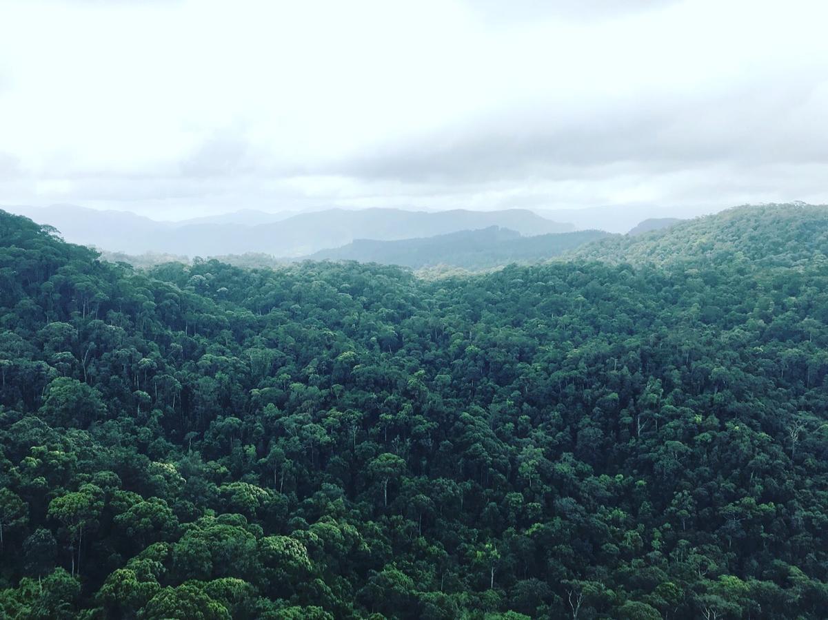 Sinharaja Forest Sanctuary Deniyaya Kültér fotó