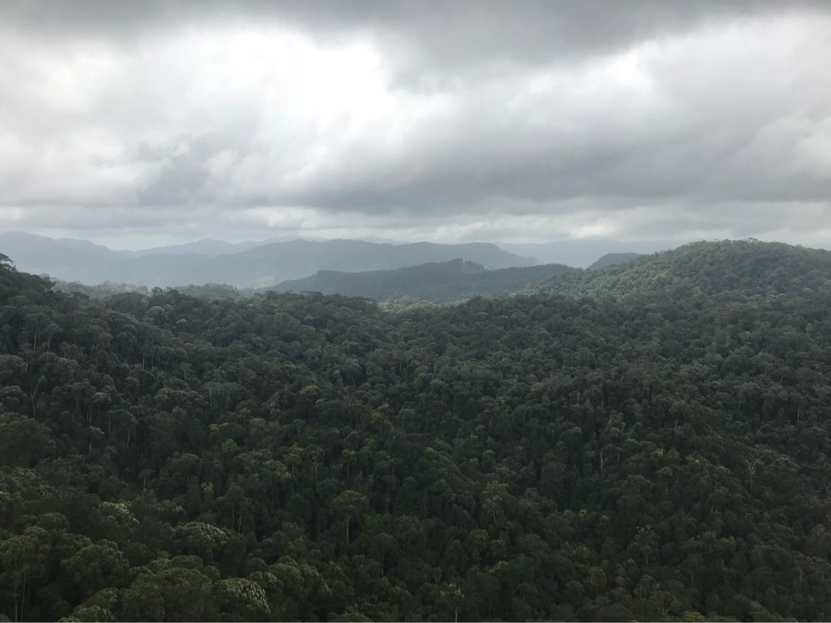 Sinharaja Forest Sanctuary Deniyaya Kültér fotó